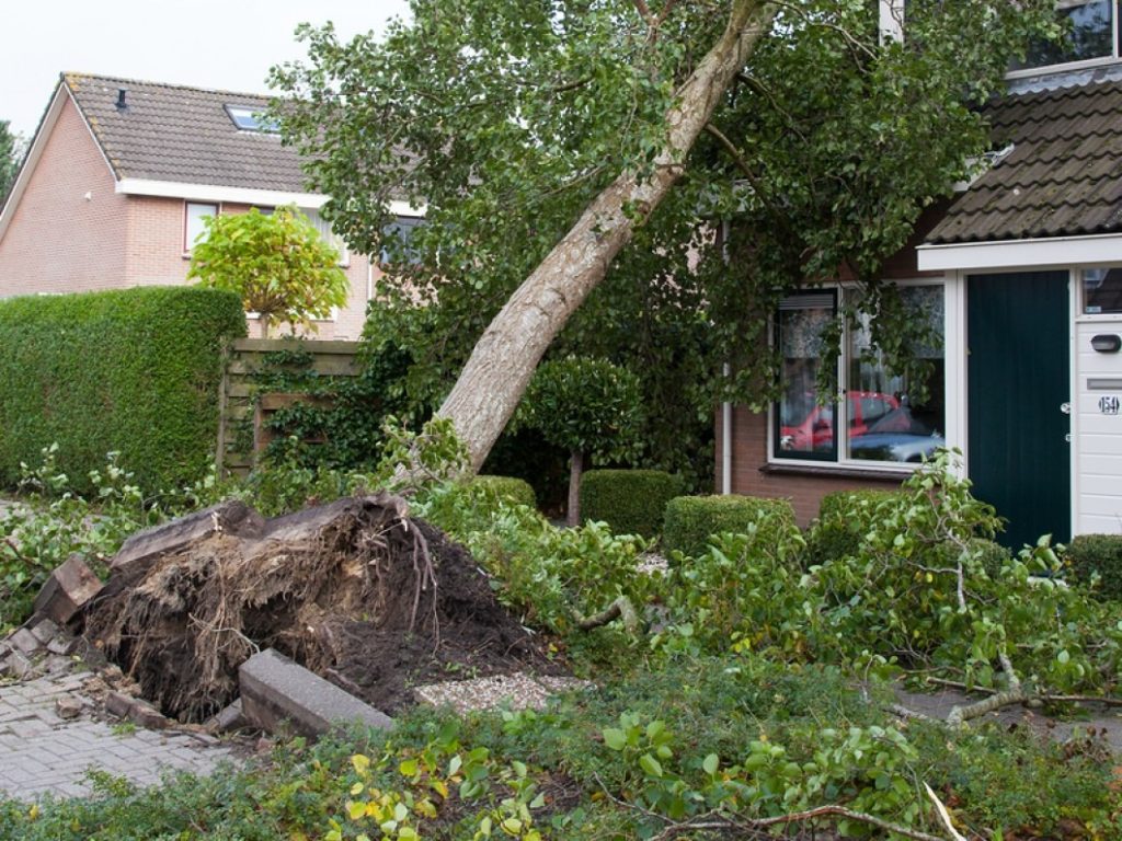 tree being uprooted from a wind storm.