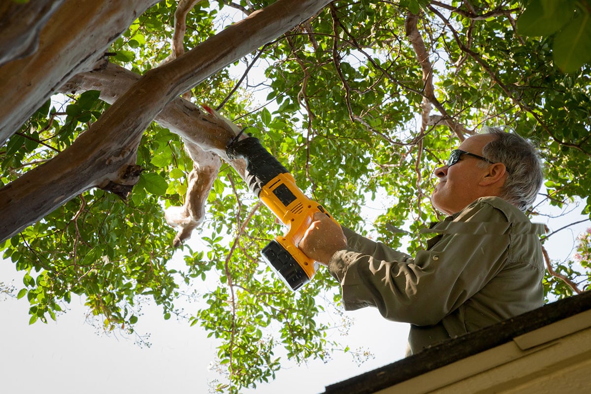 Compelling Reasons to Avoid DIY Tree Trimming