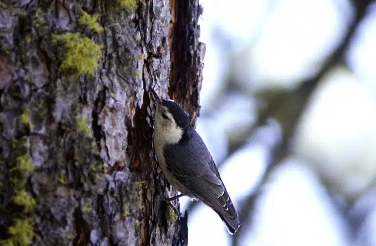 Benefits of Trees, Communal benefits, social benefits of trees