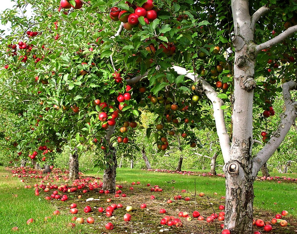 Fruit Tree Plant Health Care