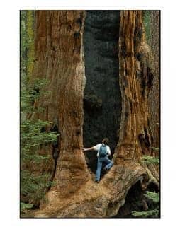 Damaged tree, Pacific North West Tree Service