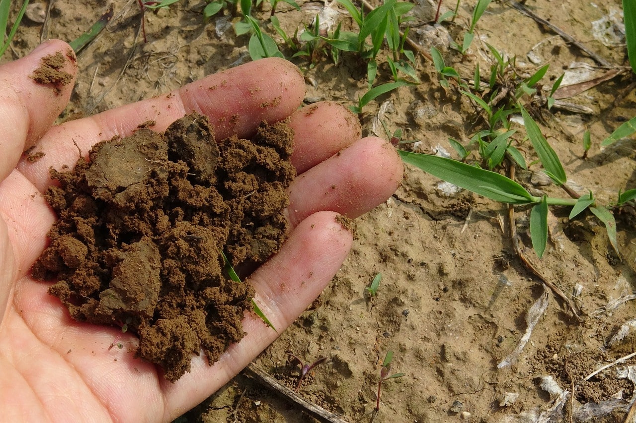 Healthy Soil Plant Health Care