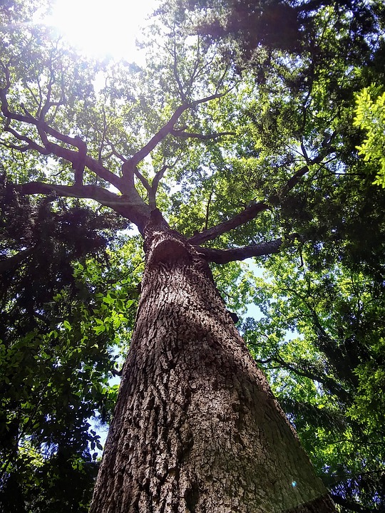 Tall tree, Mature Tree, Tree Care, Tree Service