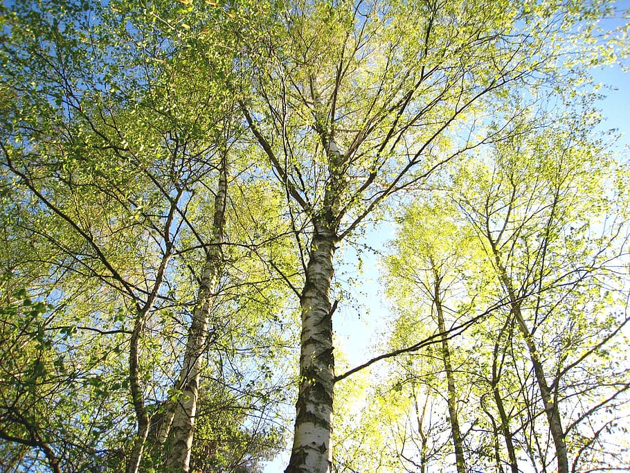 Young birch tree, pruning young trees