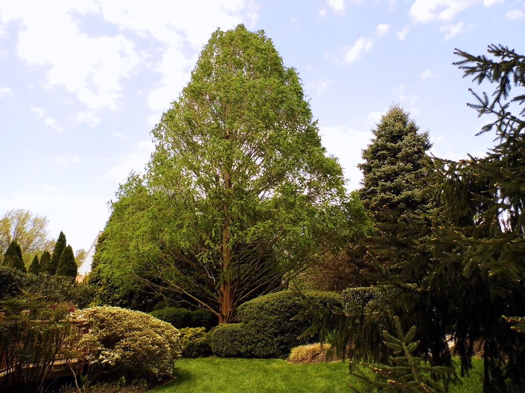 Arborist Report Protected Tree
