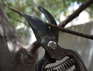 pruning shears