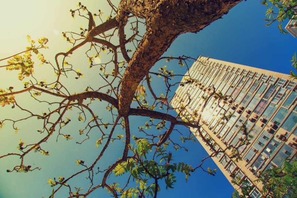 city tree