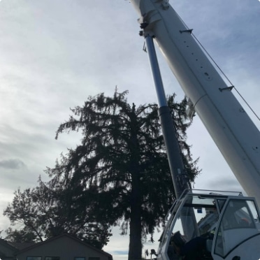 Arborist at the top of a diseased tree removing it with the help of a crane