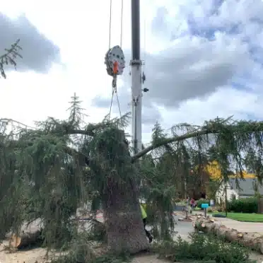 big Sitka spruce tree trunk being lowered down to the street for arborist to cut up and remove
