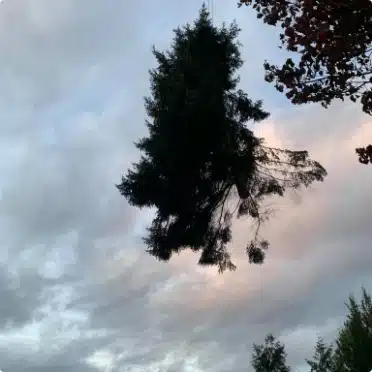 coniferous tree being lifted up into the sky by a train