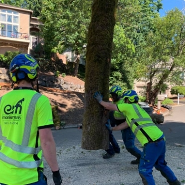 certified arborist pushing a log into the street to be chipped up and removed