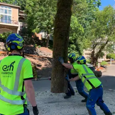 certified arborist pushing a log into the street to be chipped up and removed