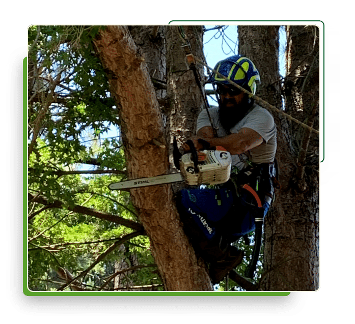 Man in tree cutting branch with chainsaw