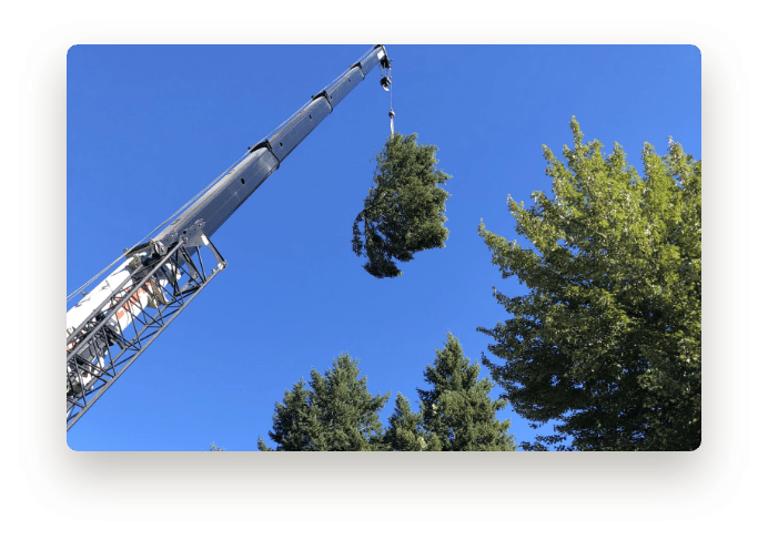 crane lifting the top out of a deciduous tree in the pacific northwest