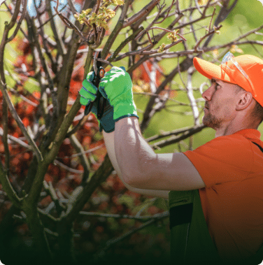 Certified Arborist selectively pruning dead or crossing branches off a young vine maple