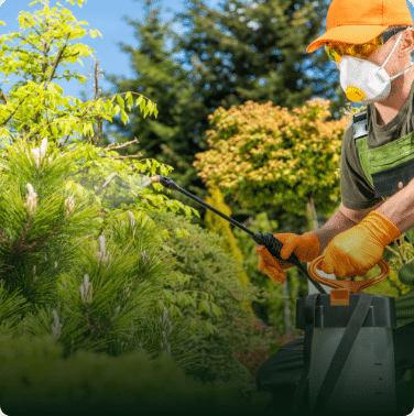 Arborist spraying organic pesticides and fungicides on a tree to improve its health