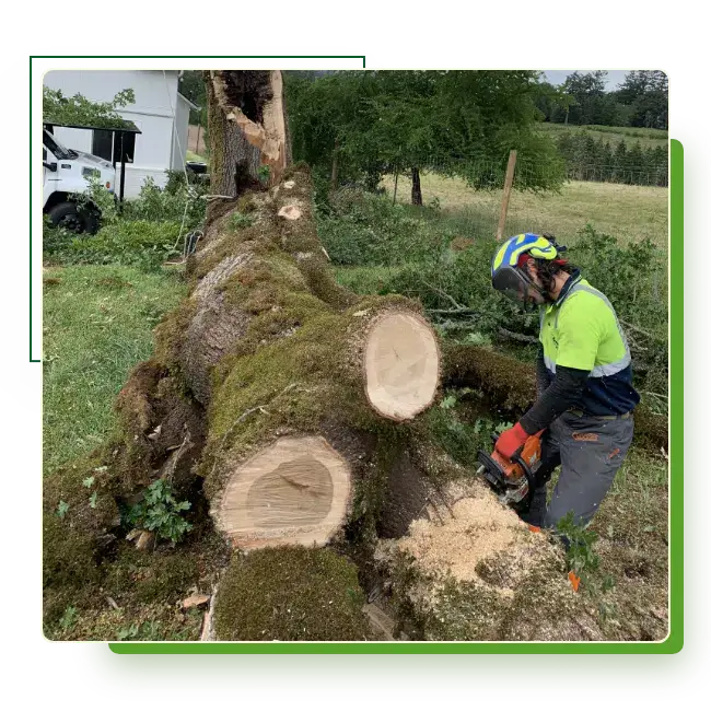 ISA-Certified Arborist Donald Wallace cutting through a big leaf maple tree with a chainsaw