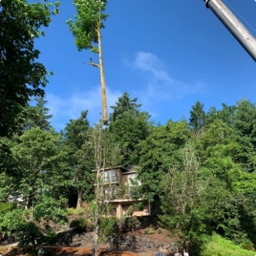 deciduous tree being lifted above clients house and property by a crane