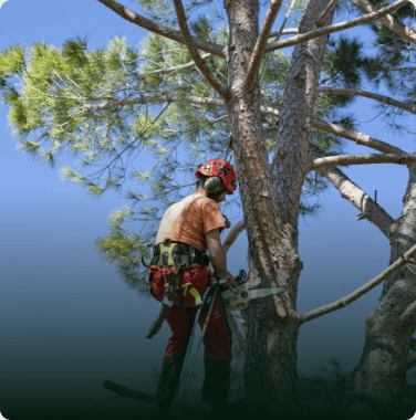 arborist in tree performing an emergency tree removal with his chainsaw