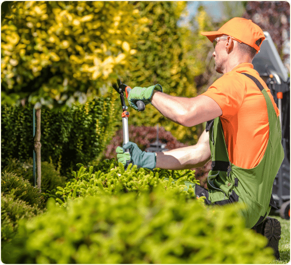 arborist wearing orange managing the health and aesthetics by pruning a clients landscape