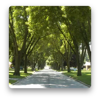 Road lined with trees
