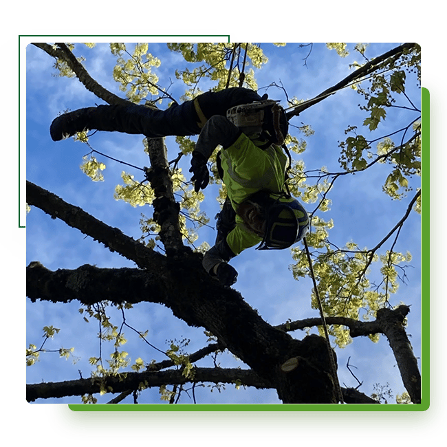 ISA-Certified Arborist hanging in a maple tree pruning some diseased and dead branches