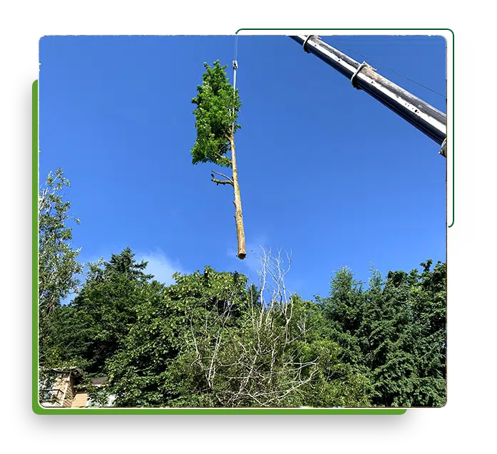 crane lifting up deciduous tree above background canopy