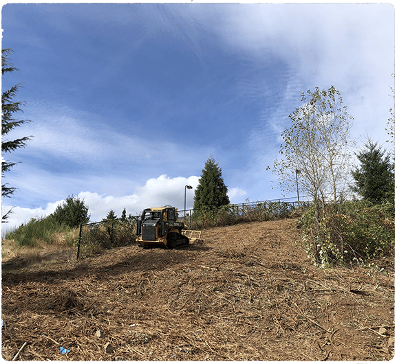 field mowing invasive blackberry and non-native plants for a clients backyard in Portland, Oregon