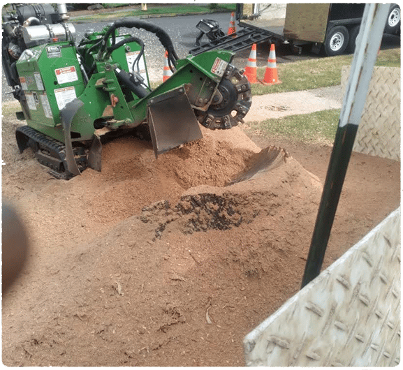 grinding a large stump with our green industrial sized stump grinder
