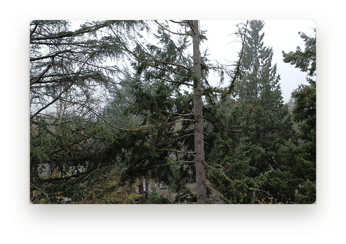 native Douglas-fir tree being pruned by our ISA Certified Arborist in Portland, Oregon