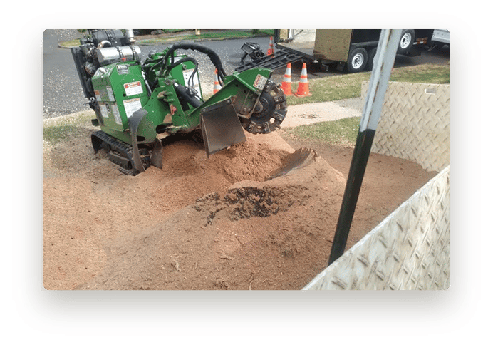 Our industrial stump grinder turning a large stump into sawdust