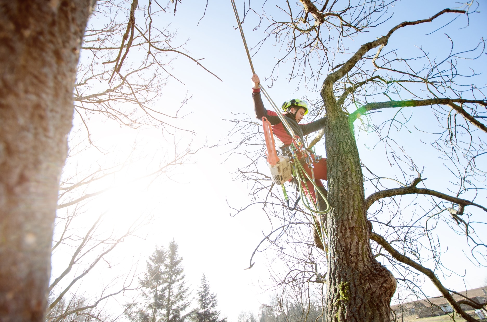 An arborist scales a tree to remove branches.