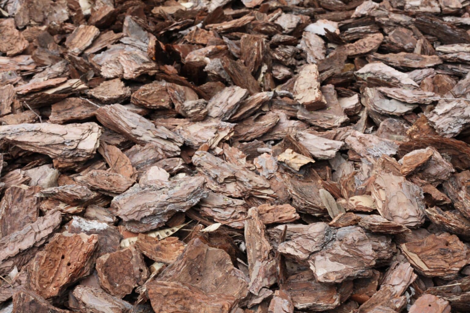 Mulch Around Trees Should You Do It? Monkeyman’s Tree Service