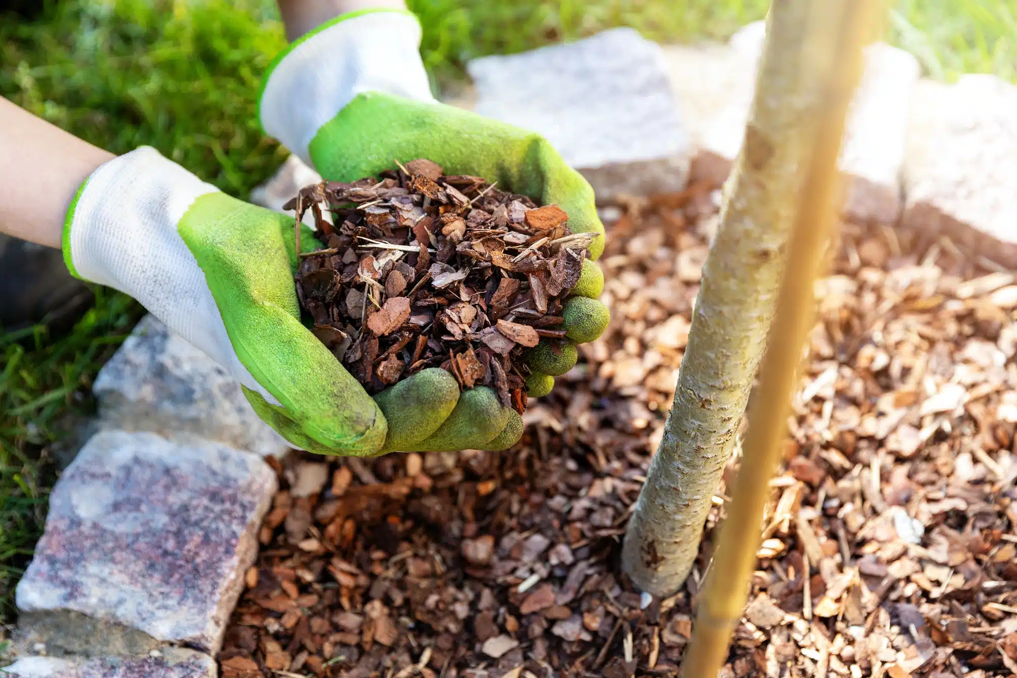 A pair of gloved hands hold up a handful of mulch in a close-up view of a tree bed.