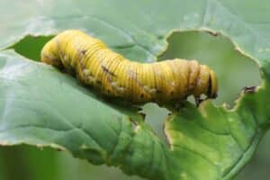 A caterpillar eats a leaf in a close-up view.