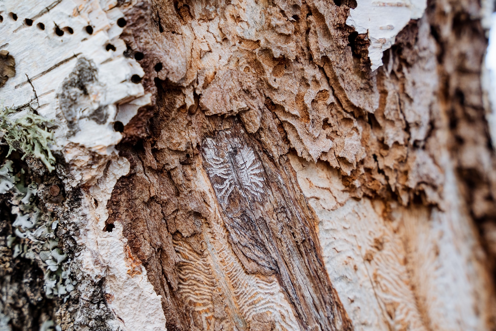 A close-up of a birch tree damaged by bark beetles.