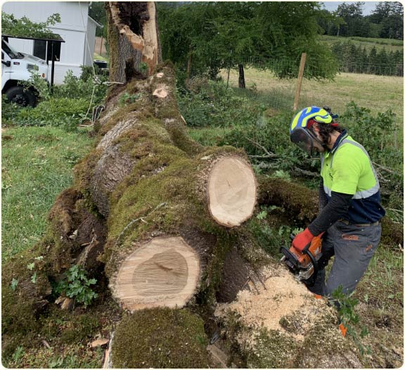 Arborist Donald Wallace using a chainsaw to cut through a maple tree