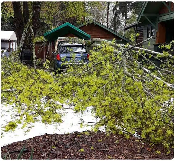 failed maple tree branch broke out during ice storm and landed on a clients car