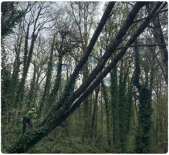 Tree leaning toward property, emergency tree removal needed