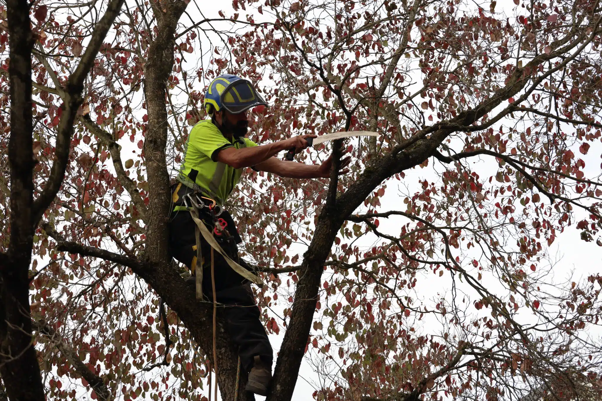 What Does an Arborist Do