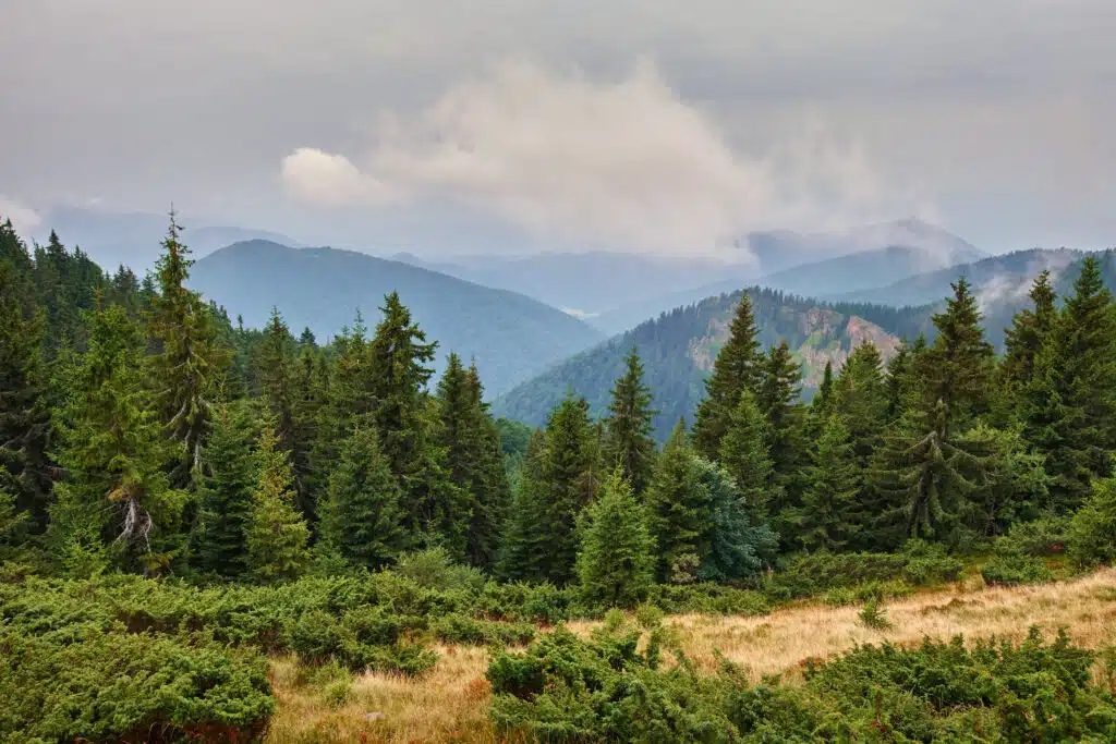 Native conifers blanket a mountain side.