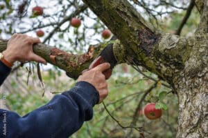 Pruning an Apple tree can encourage new growth and allow light and air to penetrate the canopy