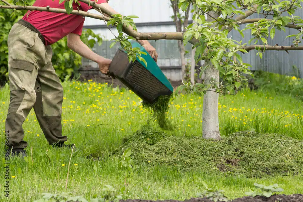 Mulching a tree to maintain moisture, temperature, and nutrients for the tree.