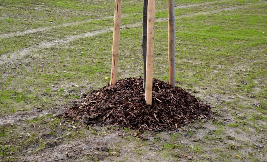 mulch being planted to high and close to the trunk of a tree