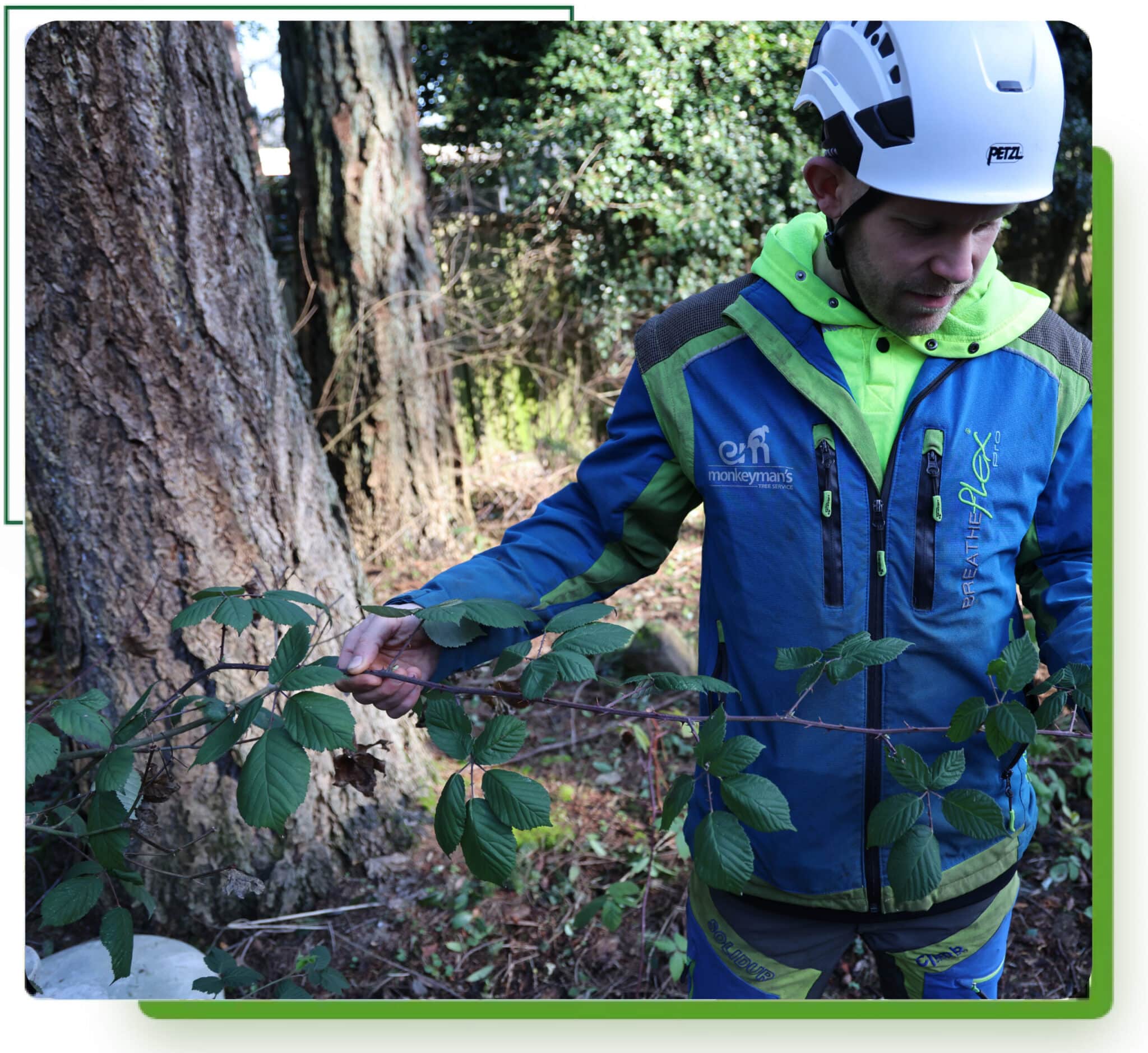 ISA Certified Arborist Doug Lyle removing invasive blackberry