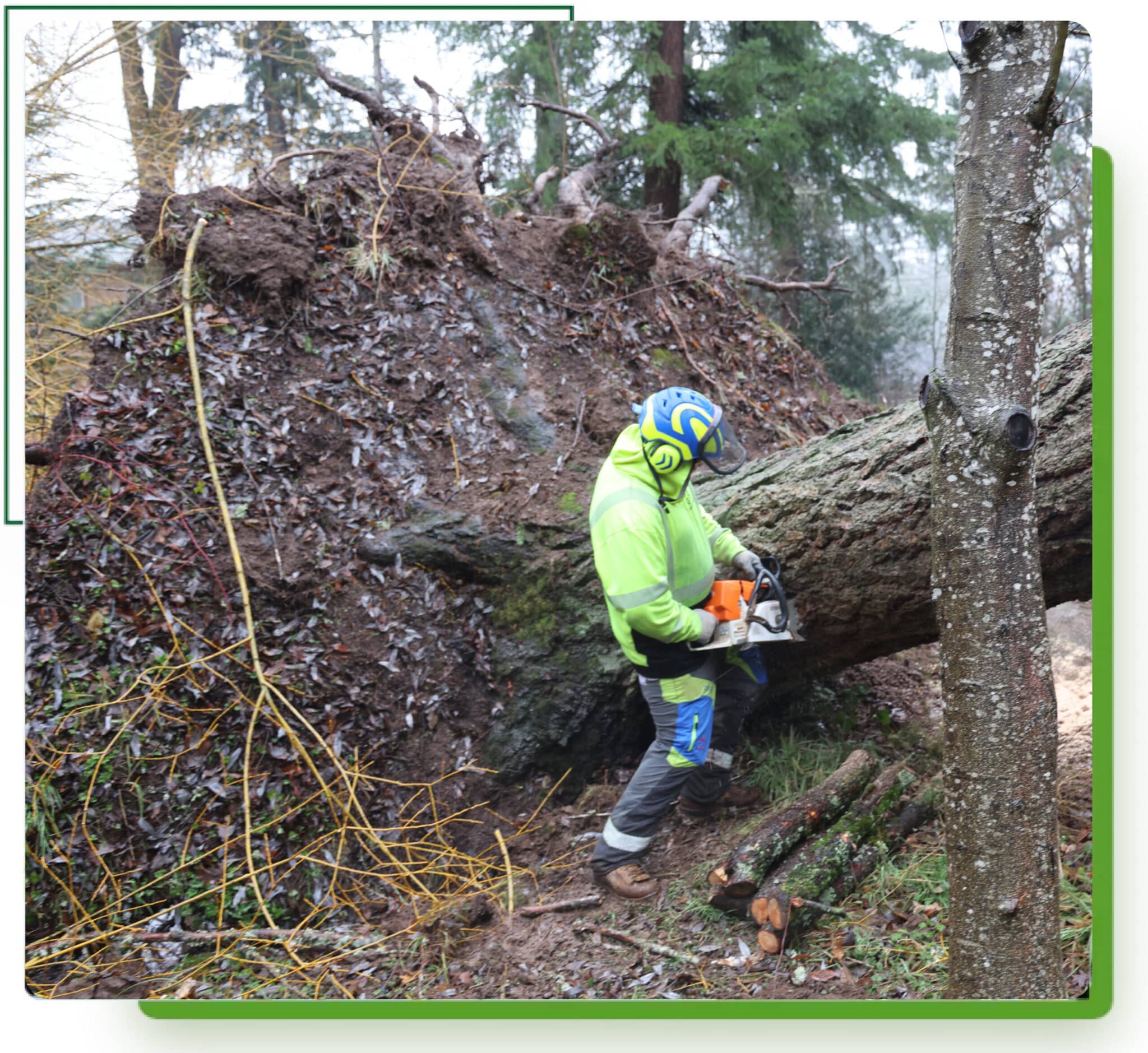 Certified Arborist cutting the base of a native Douglas-fir in order to remove the tree.