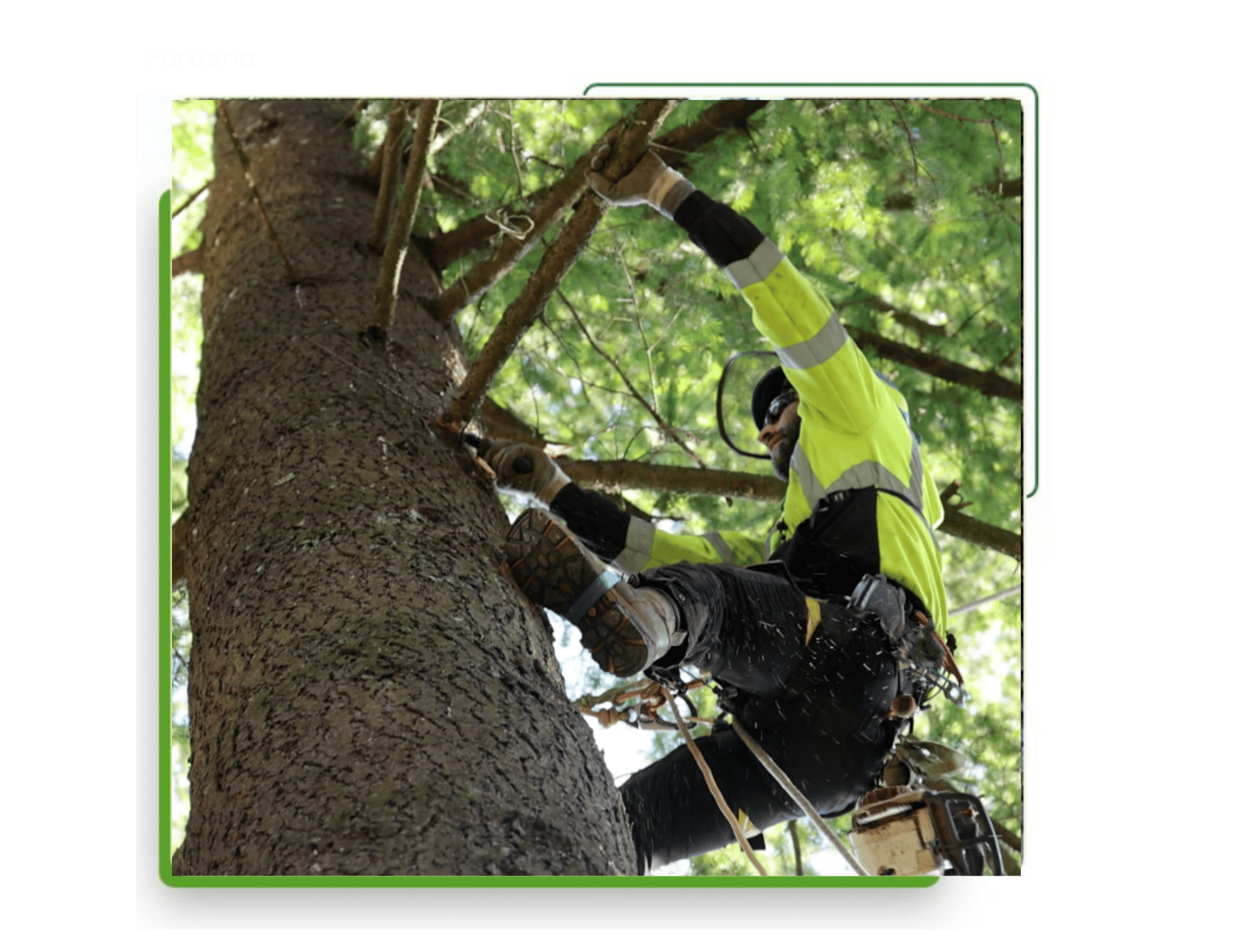 Monkeyman's Tree Service certified arborist Donald Wallace pruning a native Douglas-fir tree