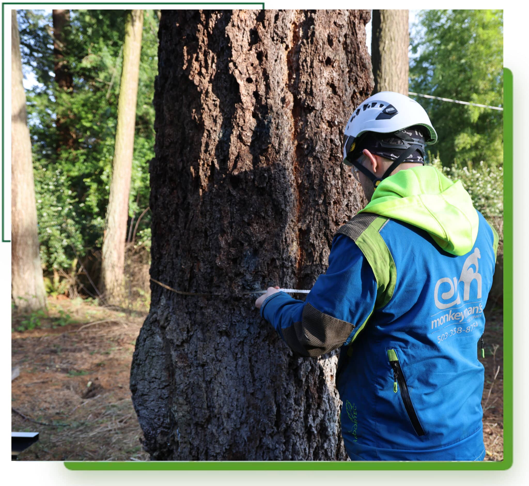 Certified Arborist doing a plant health care assessment on a native Douglas-fir tree.