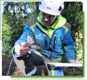 local tree inspection experts