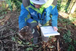 Portland tree removal